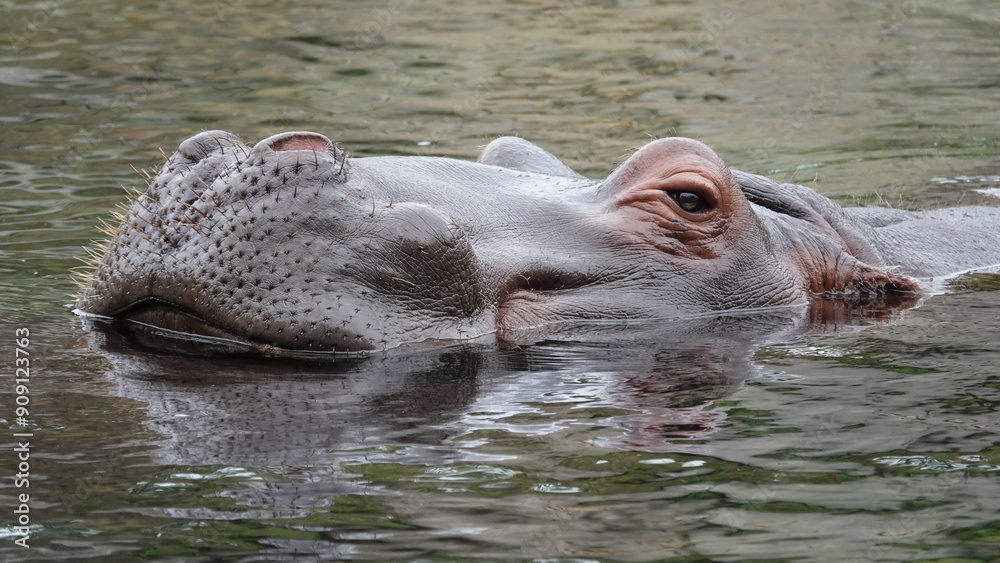 African giant hippopotamus with head above water African giant hippopotamus with head above water
