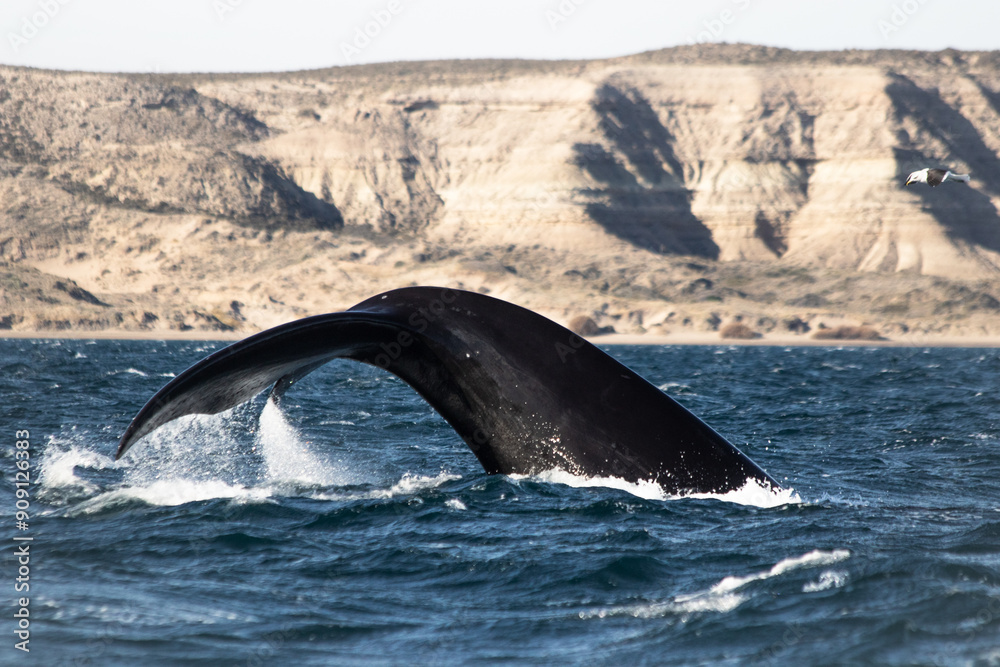 Obraz premium Southern right whale in Argentina