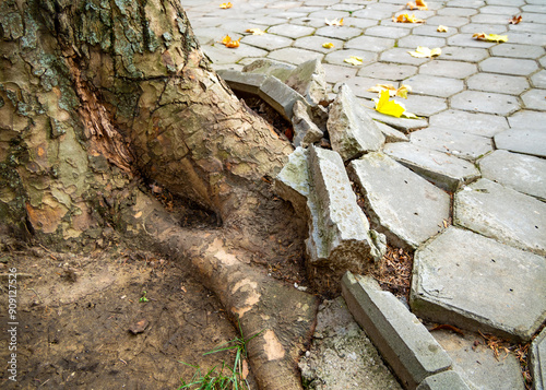 The tree's overgrown root system destroyed part of the sidewalk