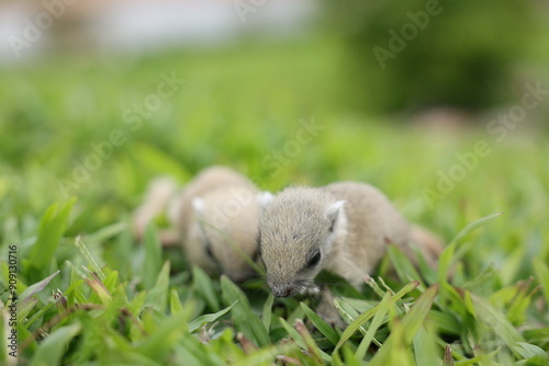 Baby squirrels looking out for their mother