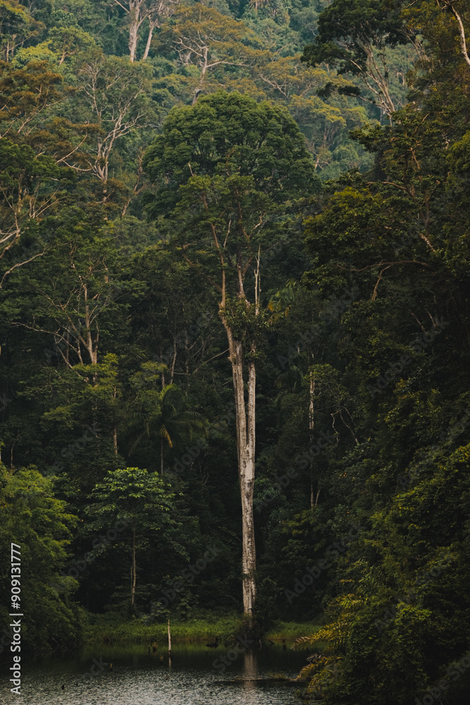 Fototapeta premium trees in the forest