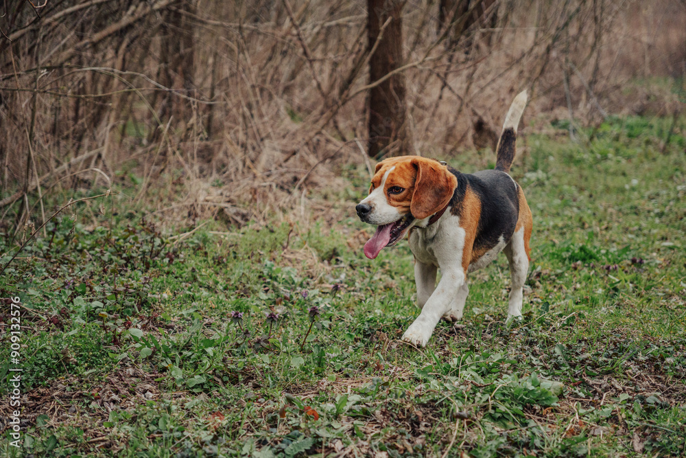 Portrait Of Cute Beagle On Autumn Grass. Beautiful Dog On Nature Background Portrait Of Cute Beagle On Autumn Grass. Beautiful Dog On Nature Background