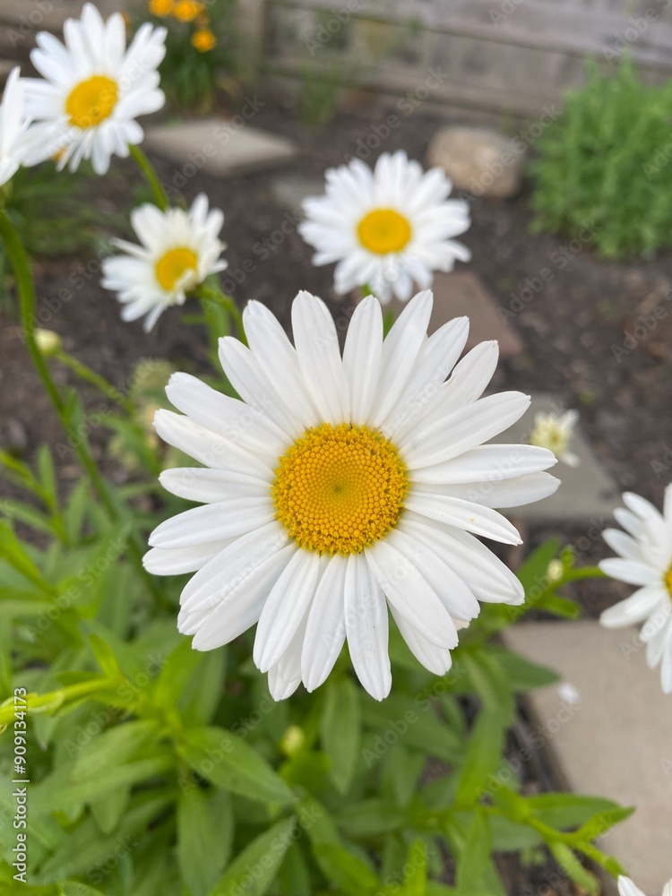 Obraz premium Daisy