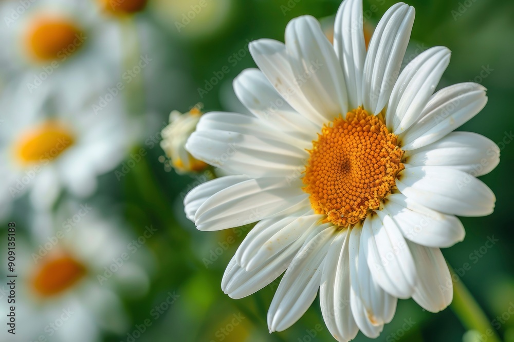 Fototapeta premium daisy flower, closeup with generative ai