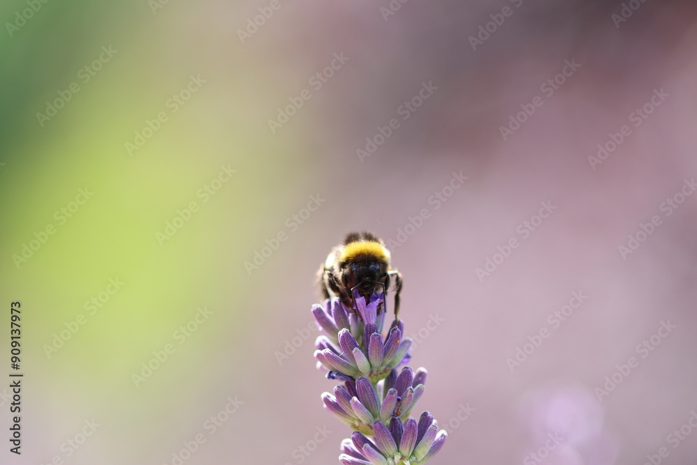 bumblebee on a lavender, bumblebee on lilac blossoms, purple petals bumblebee on a lavender, bumblebee on lilac blossoms, purple petals