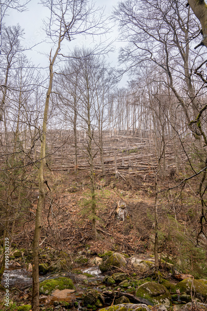 Fototapeta premium Broken forest with dead trees and broken trees