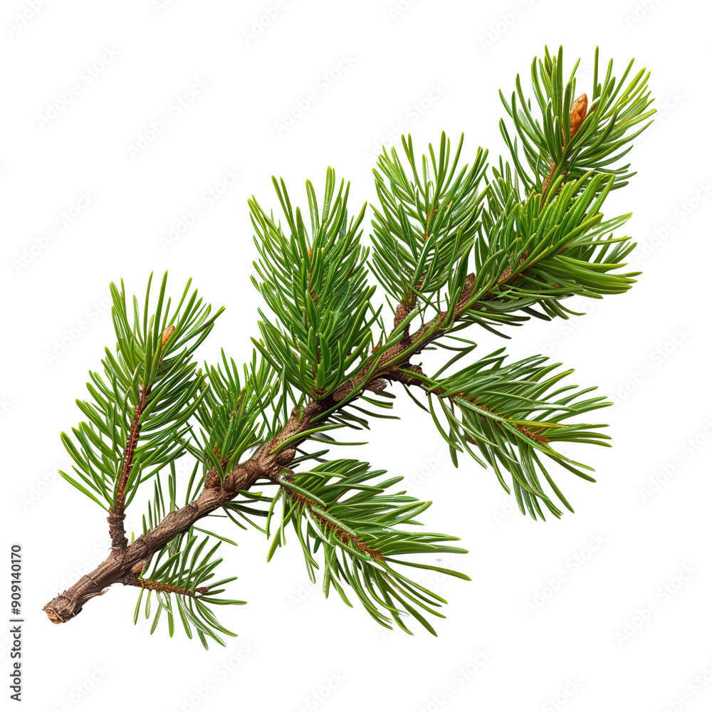 Green Fir Branch Isolated on white Background. Green Fir Branch Isolated on white Background.