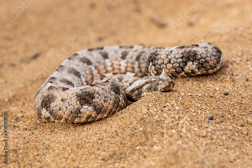 Horned puff adder (Bitis caudalis) in her natural habitat the namib Dersert in Namibia