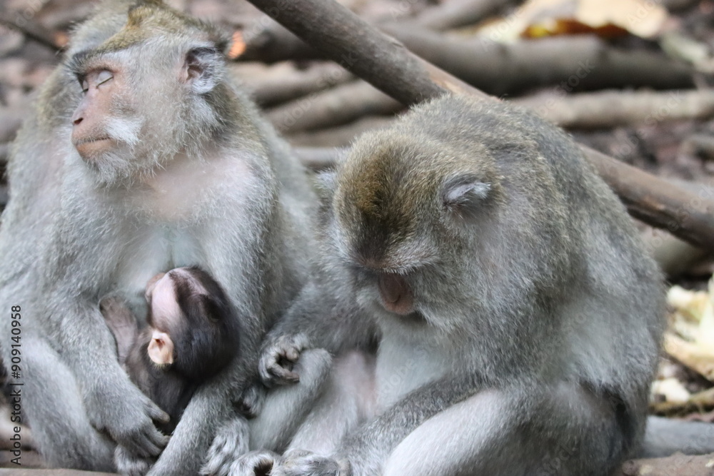mother and baby macaque sleeping hugged mother and baby macaque sleeping hugged