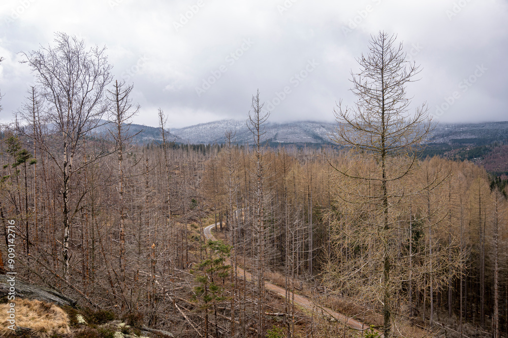 Broken forest with dead trees and broken trees