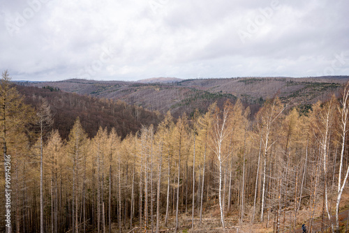 Broken forest with dead trees and broken trees