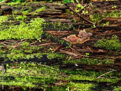 Φωτογραφία Brown bark of pine tree with green moss coating