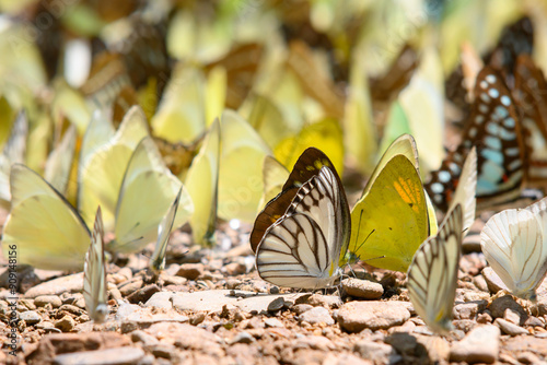 Canvas Print Group of Beautiful butterfly on the ground in Ban Krang Camp, Kaeng Krachan National Park at Thailand