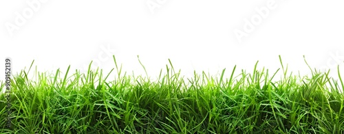 Isolated green grass border on white background with copy space, banner design --