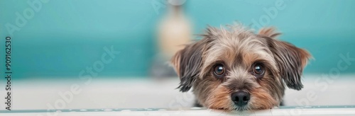 Small Dog in a Bath Staring Up Against a Colorful Background