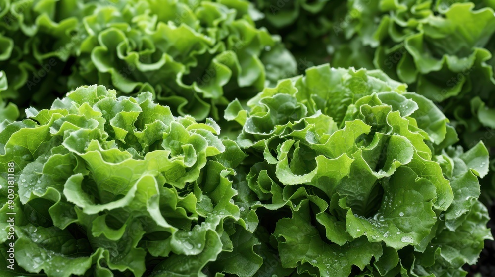 The fresh lettuce leaves The fresh lettuce leaves