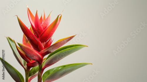 Exotic flower displaying red and green petals vertically with empty space photo