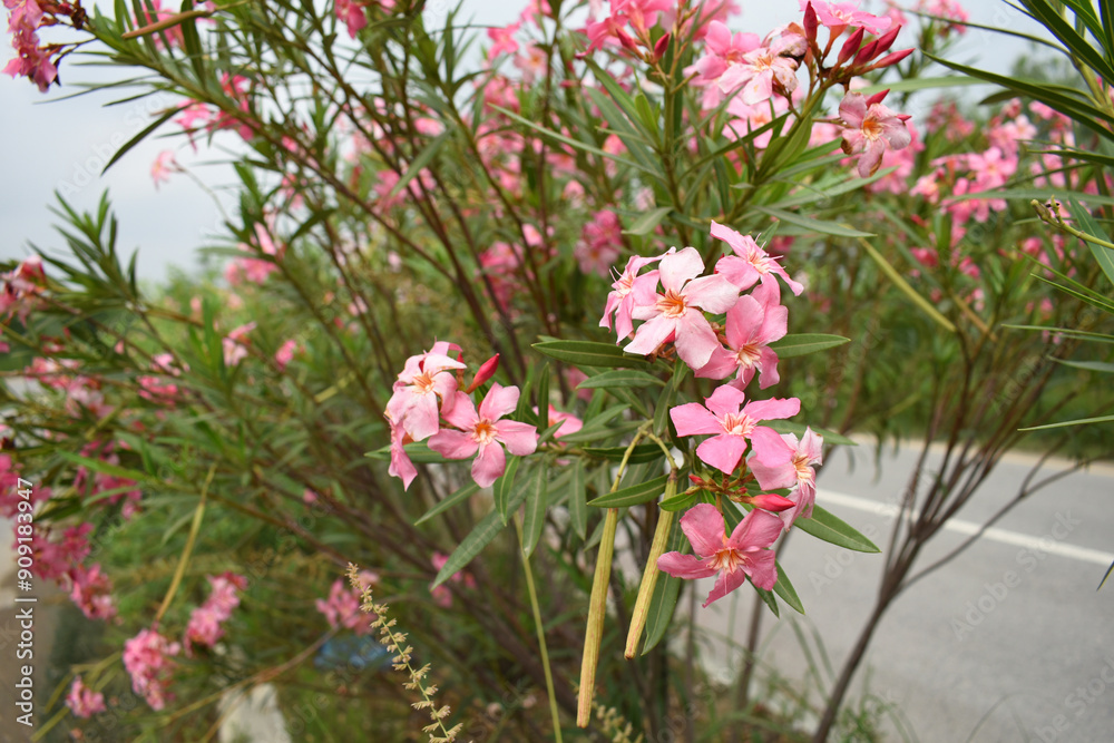 Fototapeta premium Nerium oleander in bloom, Pink siplicity bunch of flowers and green leaves on branches, Nerium Oleander shrub Pink flowers, ornamental shrub branches in daylight, bunch of flowers closeup