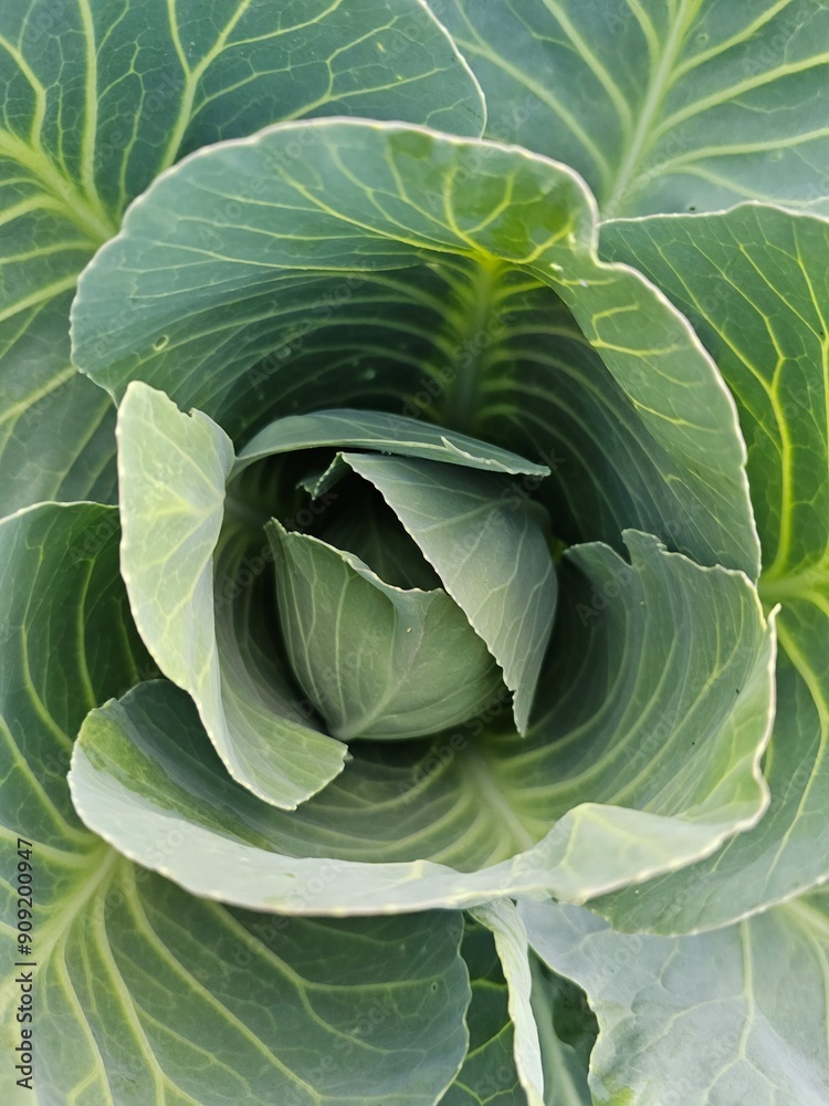 Obraz premium cabbage in the garden