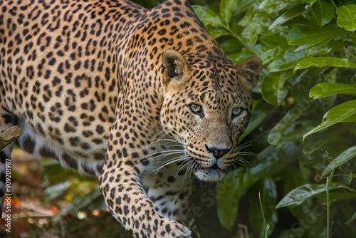 Sri Lankan leopard on the prowl