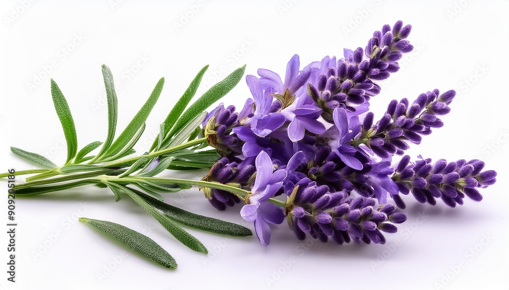 Fototapeta premium A close-up view of a lavender sprig with purple flowers and green leaves, isolated on a white background.