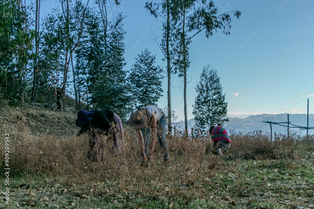 tres mujeres campesinas trabajando la tierra tres mujeres campesinas trabajando la tierra