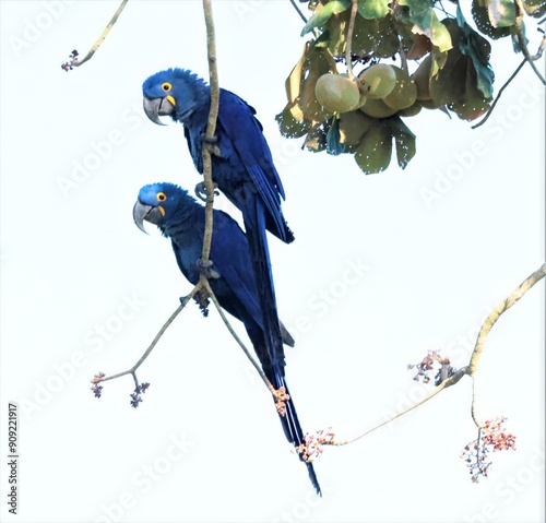 Blue Macaws, Brazil photo