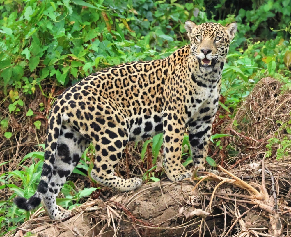 Fototapeta premium Jaguar on Riverbank