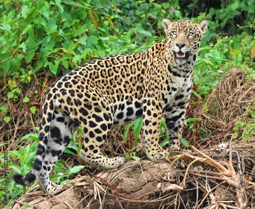 Jaguar on Riverbank photo