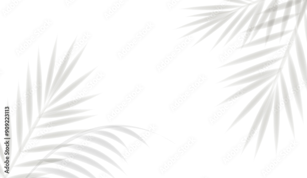 Palm Tree Branch With White Background Palm Tree Branch With White Background