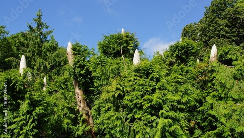 Etêtage arbre