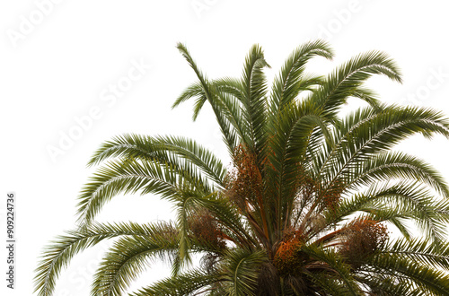 Flora of Gran Canaria - fruit of Phoenix canariensis, the Canary Island date palm