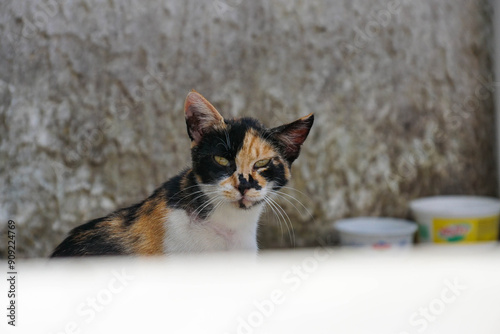 Katze im Schatten