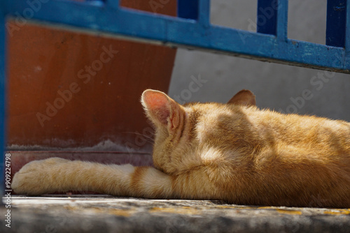 Katze im Schatten