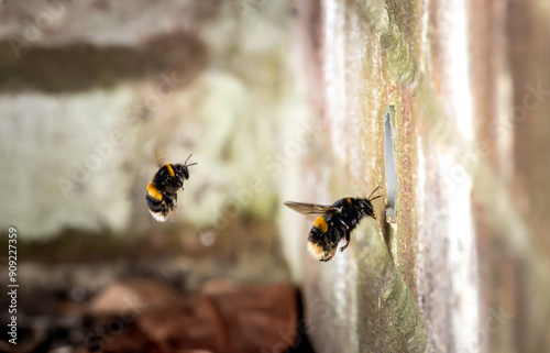 White tailed bumble bee nesting in a pipe