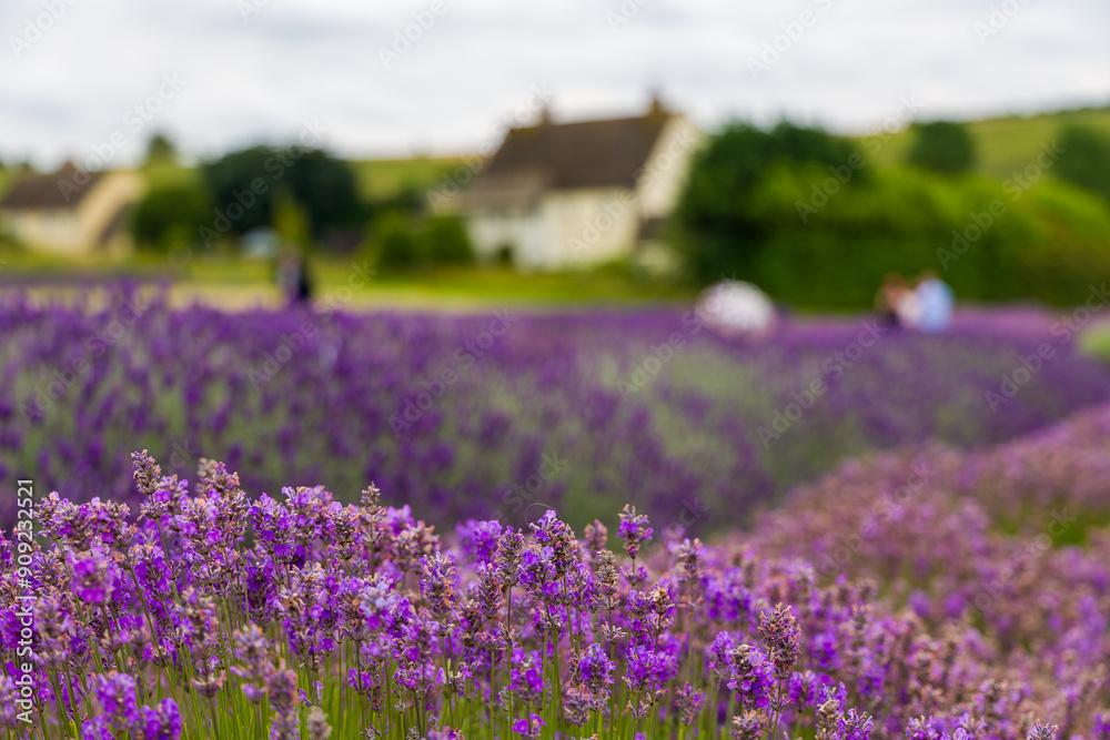 Fototapeta premium Beautiful purple Lavender in the rural English countrside