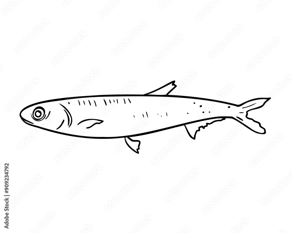 Single anchovy black and white vector illustration isolated. Fresh sea fish hand drawn ink silhouette. Simple fish sprat contour. Sardine in line art for package, label, menu, market, canned fish Single anchovy black and white vector illustration isolated. Fresh sea fish hand drawn ink silhouette. Simple fish sprat contour. Sardine in line art for package, label, menu, market, canned fish