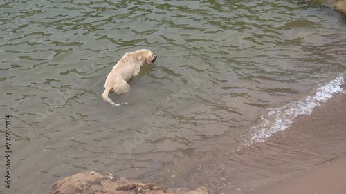 dog having fun in the sea 