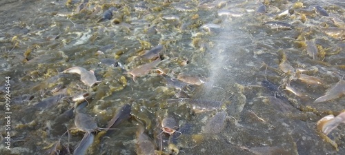 Canvastavla Catfish In Fish Pond