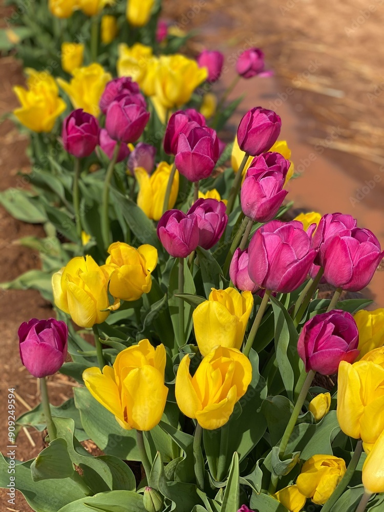 red and yellow tulips red and yellow tulips