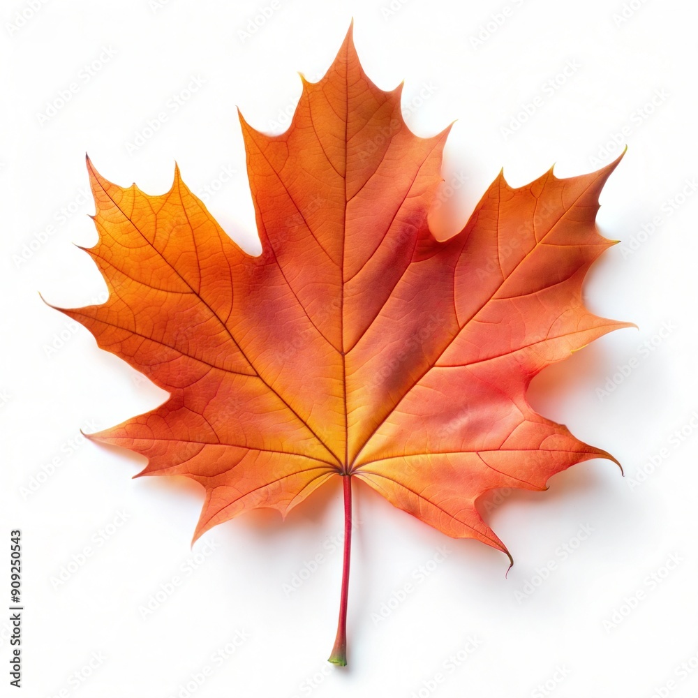 Beautiful Vibrant Orange Maple Leaf Isolated On White Background During Autumn Season. Generative AI Beautiful Vibrant Orange Maple Leaf Isolated On White Background During Autumn Season. Generative AI