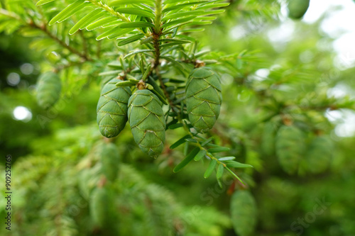 Junge grüne Sprossen von eine Hemlock-Tanne photo