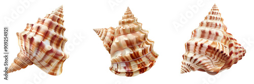 Set of Several scallop shells arranged in a natural, artistic composition on a pure isolated on tranparent background