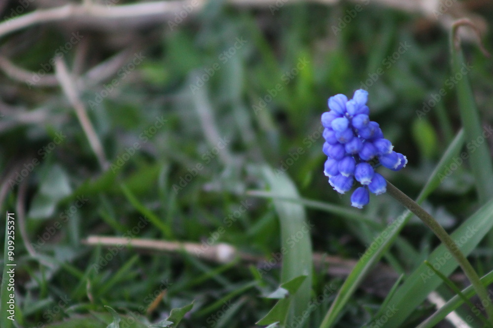 Purple Muscari Botryoides Flower In The Grass Purple Muscari Botryoides Flower In The Grass