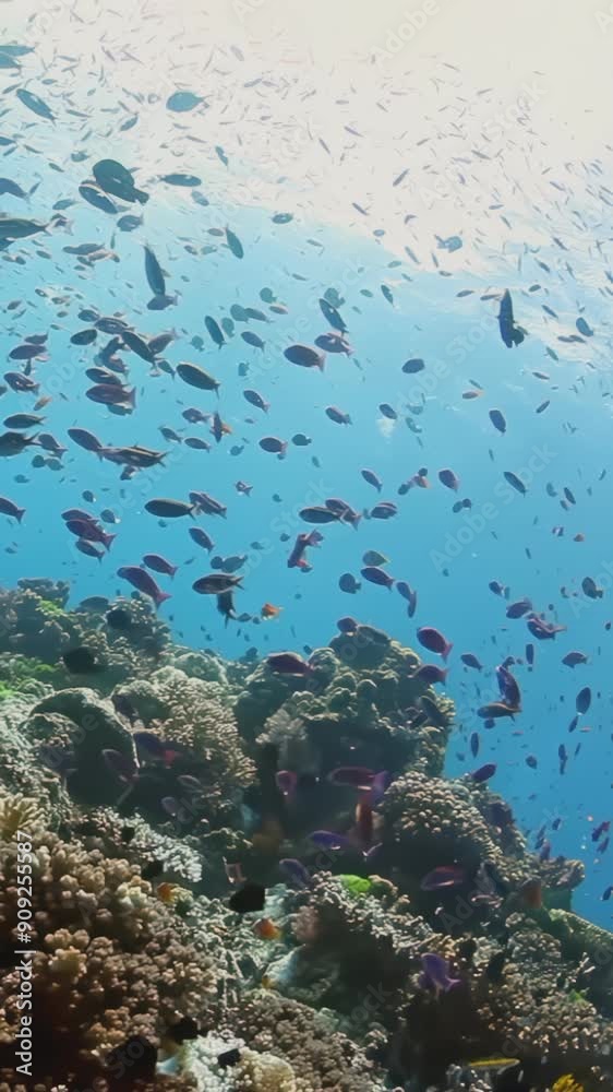 A large school of fish swims in the ocean. The fish are of various colors and sizes, creating a vibrant and lively scene. The water is clear and blue, allowing the fish to be easily seen A large school of fish swims in the ocean. The fish are of various colors and sizes, creating a vibrant and lively scene. The water is clear and blue, allowing the fish to be easily seen