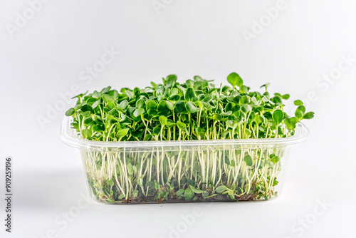 Fresh organic microgreens in container in healthy food concept.