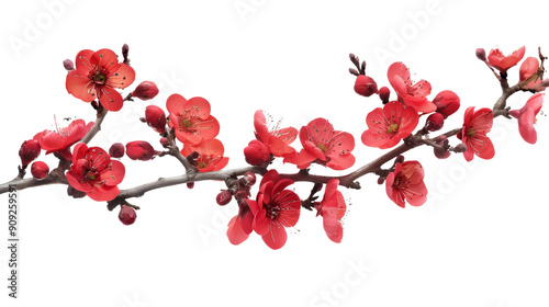 Blooming Peach Branch with Pink Flowers Isolated on White Background, peach blossom, pink flowers, spring bloom, chinese new year