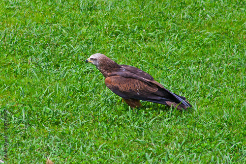 Close up of wild bird, black lkute, in cabarceno zoo photo