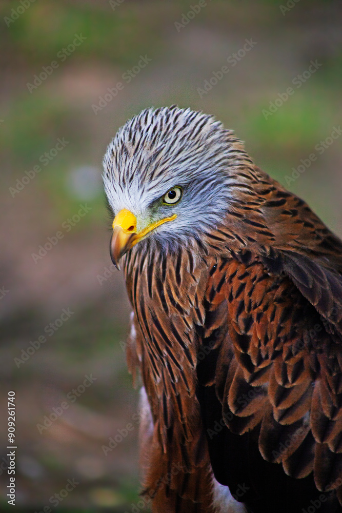 Wild bird red kite taken in zoo in Spain Wild bird red kite taken in zoo in Spain