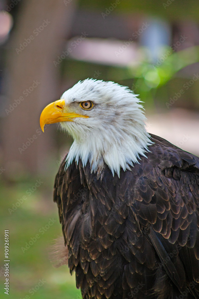 Obraz premium Large bald eagle close up taken in zoo in Spain